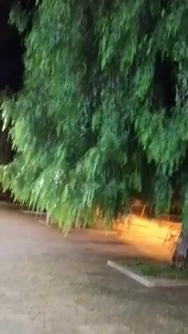 The video shows a tree at night with lights in the background. The camera pans slightly, revealing a paved area and some benches under the tree. The lighting suggests an outdoor public space, possibly a park or plaza.
