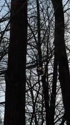 The video shows a squirrel in a tree. The squirrel is perched on a branch, surrounded by other bare branches. The tree is silhouetted against a sky that is brighter than the surrounding tree trunks. Two dark tree trunks stand on either side of the central tree. There are voices in the background speaking in Russian.