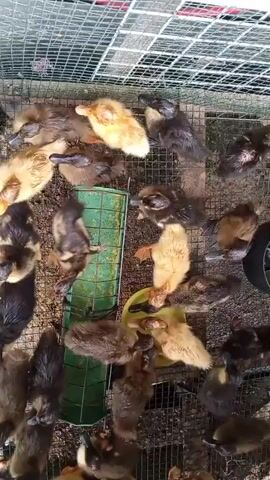 A top-down view shows a group of ducklings in a wire cage. The ducklings are a mix of yellow and dark brown. They are gathered around a green feeder. Some ducklings are eating from the feeder, while others are preening or resting. The ground inside the cage is covered with what appears to be dirt or straw. The cage itself is constructed of wire mesh and is likely outdoors, given the lighting and visible greenery in the background.
