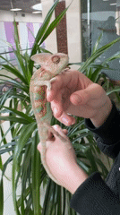Person holds chameleon with distinctive markings while wearing black jacket