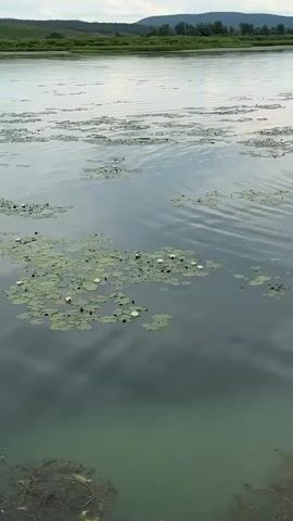 The video shows a body of water with lily pads and white water lilies. The water is calm and reflects the sky, which appears overcast. There are ripples on the surface of the water, suggesting a gentle breeze. The lower portion of the video shows the murky green water with some debris at the bottom. The scene is peaceful and natural.