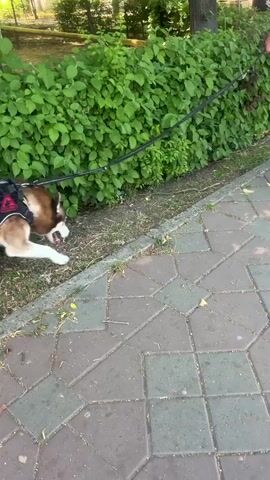A husky dog on a leash is sniffing the ground next to a dense green hedge. The dog is wearing a black harness with red accents. The ground is paved with interlocking grey stones. In the background, a person walks away from the camera, holding the leash. Sunlight casts shadows on the pavement.