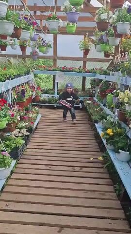 A young child walks along a wooden plank path in a greenhouse. The child is wearing a dark blue knit hat, a black hoodie, and blue jeans, and is holding a toy bus. The greenhouse is filled with hanging potted plants and rows of potted plants on shelves on either side of the path.  The child walks directly toward the camera, looking at the bus, then stops right in front of the camera.