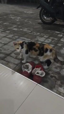 A calico cat walks into the frame from the right, sniffing the ground near a pair of red shoes. The cat is tri-colored with patches of white, orange, and black. Its tail is long and its ears are perked. The cat then walks across the frame from right to left. The cat is wearing a collar with a pattern. The background consists of a paved area with some plants and a motorcycle parked in the upper right corner. The lighting is dim, suggesting it is either nighttime or early morning.