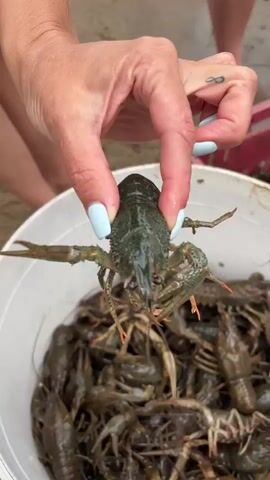 A person's hand with light blue fingernail polish holds a live crayfish above a white bucket filled with many crayfish. The bucket is on a sandy surface. Other people's legs are visible in the background.