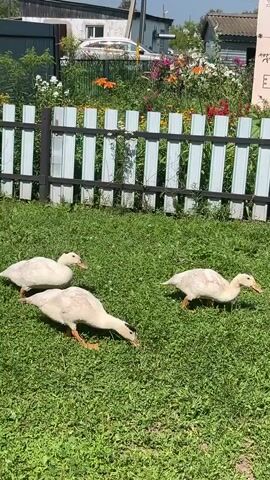 four white ducks are in a grassy yard. A white picket fence with black trim is in the background. Behind the fence, there are bushes and flowers. A white car is visible in the distance. One duck is on the far right, facing away from the camera. Three other ducks are in the center of the frame, facing towards the camera. One of the center ducks is on the left and appears to be eating grass. The other two ducks in the center are facing each other and appear to be interacting.
