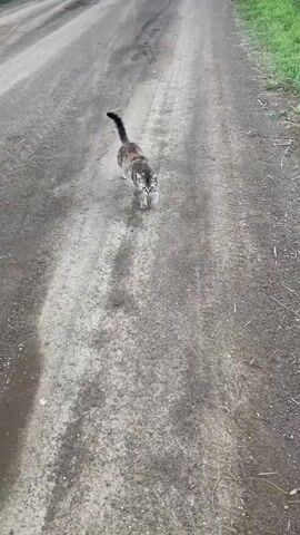 A calico cat with a bushy tail walks along a dirt road. The cat is viewed from above and behind as it walks away from the camera. It then turns and walks towards the camera. The cat stops and looks at the camera with its tongue sticking out. It then continues to walk towards the camera. The cat has green eyes and white whiskers. The road is dusty and has tire tracks on it. There is grass on the side of the road.