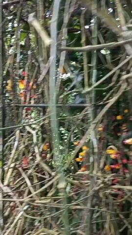 A video shows a close-up of a dense vine with small orange and yellow flowers. The vines are tangled and form a thick curtain, with green leaves visible in the background. The camera slowly pans across the scene, highlighting the delicate flowers and the intricate network of vines.