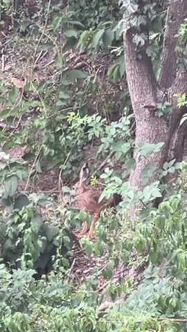 A hare, with brown fur and long ears, stands amongst lush green foliage and trees. The hare is looking to its left, with its ears pointed upwards. It then turns its head to the right, and then appears to move its body slightly to the right. The hare's fur is a mottled brown and tan color, and its ears are a darker brown. The foliage is dense and green, with some fallen branches and leaves visible on the ground. The scene is dimly lit, suggesting it is either dawn or dusk.