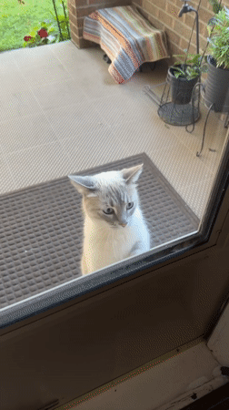 Cream and gray cat chilling by a glass door in Pittsburgh
