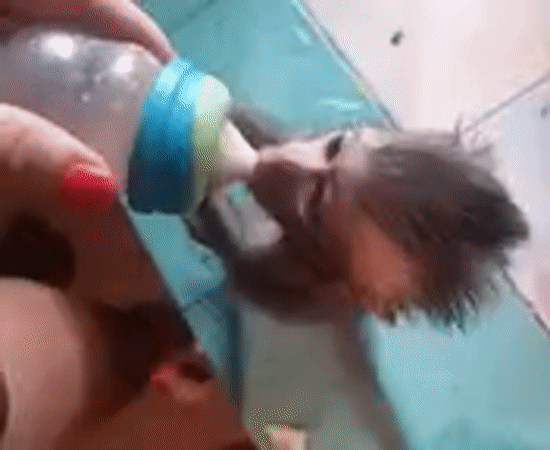 Late-night animal care scenes documented in Thai household