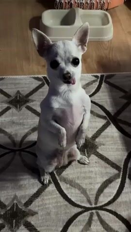 A small white dog with big eyes stands on its hind legs on a patterned rug in front of a wooden floor. The dog's tongue is sticking out to the left. In the background, there is a white pet food bowl and a corner of an orange and white woven object. The lighting is dim.