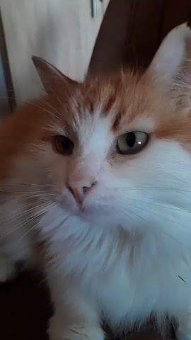 The video displays a close-up, head-and-shoulders shot of an orange and white cat. The cat's fur appears fluffy, particularly around its neck and chest. The cat's eyes are open and appear to be a greenish-brown color. The cat is looking off to the left of the frame, and its mouth is slightly open. The background is blurred and appears to be indoors, with a hint of wooden paneling. The lighting is somewhat dim, casting shadows on the cat's face.