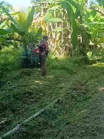 In a daytime outdoor scene in Sumbokrayek, Indonesia, a person is actively using a gas-powered weed whacker (or strimmer) to clear overgrown vegetation. The individual, dressed in long pants and a patterned long-sleeved shirt, wears the machinery as a backpack while operating the cutting head with both hands. They move across a grassy area, systematically cutting down tall grass and weeds, leaving a swathe of freshly mown greenery behind them.

The setting is lush and tropical, characterized by several large banana plants or trees that dominate the background on both sides of the frame. The ground is covered in dense green foliage, with some areas already cleared and others awaiting attention. The lighting suggests a bright, sunny day, with clear skies. No specific emotions are discernible from the person, who appears focused on the task at hand. There is no visible text in the media file.