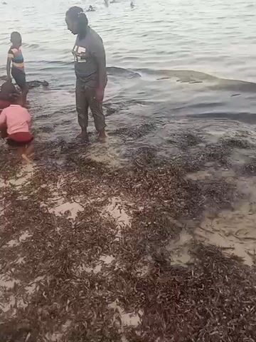 A person stands in shallow water on a beach with three small children. A large amount of seaweed covers the sandy beach. In the background, other people are swimming in the water. The sky is overcast.