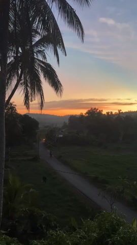 The video presents a scenic view of a rural landscape at sunrise or sunset, possibly located in a tropical region. A narrow asphalt road curves through a lush green field bordered by dense trees and vegetation. A figure on a motorbike is seen riding along the road, with what appears to be a dog standing nearby. A tall palm tree is present on the left side of the frame. The sky shows a blend of colors from dark blue to orange and pink, typical of a sunrise or sunset.