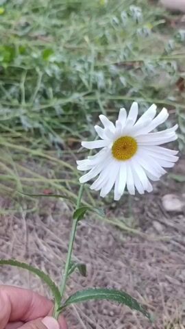 The video shows a close-up of a white daisy with a yellow center. The daisy is held in someone's hand by its green stem, which has some leaves. The background is out of focus and shows dry grass and green foliage, suggesting an outdoor setting. The lighting is natural, and the camera is focused on the flower, with a slight movement as the hand holding it shifts. The video is very short, lasting only a few seconds.