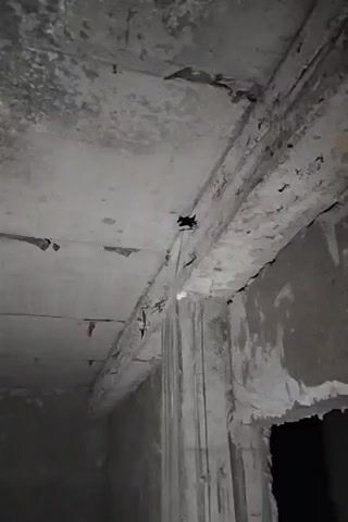 A dark, possibly abandoned or under-construction room is shown. The walls and ceiling are made of concrete and appear unfinished, with visible textures and some peeling material. A small black object, potentially a spider or insect, is briefly visible clinging to a beam on the ceiling. The camera pans across the room, focusing on the rough textures of the concrete surfaces. The lighting is dim, suggesting either natural light from an unseen source or a low-quality artificial light.