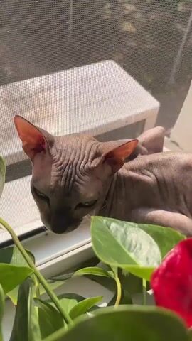 The video shows a close-up of a Sphynx cat sitting on a windowsill next to a plant. The cat has wrinkled skin and large ears. Sunlight is streaming in from outside, creating a bright environment. The cat occasionally looks towards the camera and appears to be blinking. In the final second, the cat opens its mouth slightly.