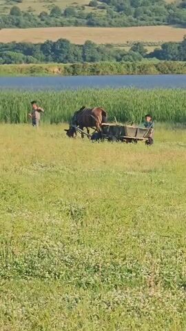 The video shows a bucolic rural scene on a bright, sunny day. Two young men are working with a horse-drawn cart in a green field. The horse is brown and hitched to a wooden cart that is partially filled with hay or grass. One young man is walking beside the cart, holding onto the side, while the other is in front of the horse with a long stick, possibly guiding it. The field is lush and green with small white flowers. Behind the field, there's a band of tall green reeds or grasses alongside a body of water, possibly a lake or wide river. In the background, rolling hills covered in trees and grassy fields are visible. The sky is hazy with the faint outline of a mountain visible in the distance. The scene evokes a sense of traditional farming and peaceful rural life.