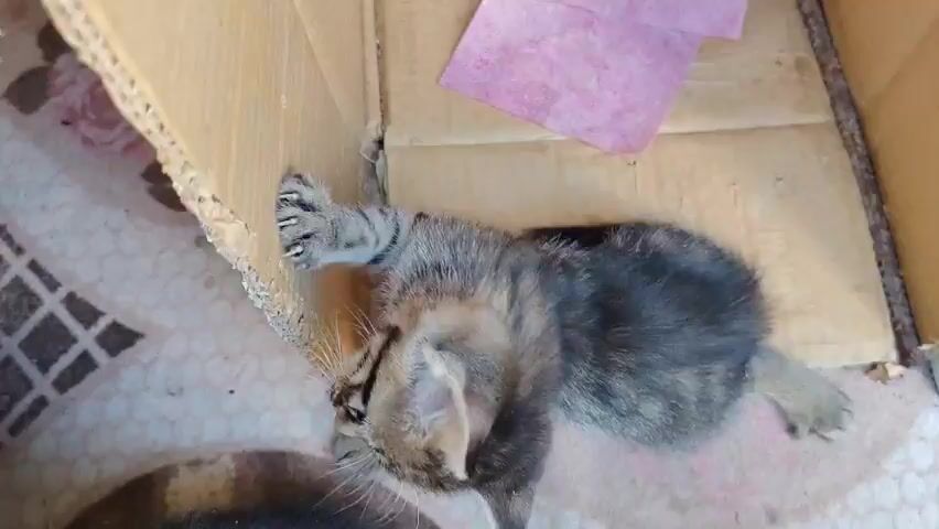 A kitten is seen from above, lying on its side on a patterned blanket inside a cardboard box. The kitten is a tabby with stripes and appears to be scratching at the edge of the cardboard with its front paw. Another kitten, mostly black, is visible in the lower left corner of the frame. A piece of pink paper is also in the box.