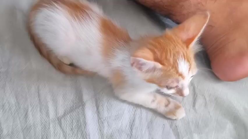 A close-up, slightly shaky shot shows an orange and white kitten lying on a light-colored, textured surface. The kitten is positioned on its side, facing towards the right of the frame. Its head is slightly lowered, and its eyes are partially closed. To the right of the kitten, a person's hairy leg is visible, indicating a human presence nearby. The kitten's tail is curled around its body. The surface appears to be a fabric, possibly a blanket or sheet, with visible wrinkles and folds. The lighting is somewhat dim. In the latter half of the clip, the kitten briefly lifts its head and appears to twitch its ears.