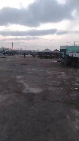 The video shows a gray, overcast day in what appears to be a rural or industrial area. In the foreground is a muddy, uneven ground surface. Moving toward the center of the shot, a small herd of dark-colored animals, likely cattle or horses, is being led by a person dressed in dark clothing. To the left of the herd, a row of what appears to be trucks or farm vehicles is parked. To the right of the herd, there is some sort of metal structure, possibly part of an agricultural setup. In the background, there are low buildings with simple rooflines, suggesting farm buildings or warehouses. The overall atmosphere is muted due to the gray lighting and the muddy ground. There's a general sense of activity related to livestock or farming.