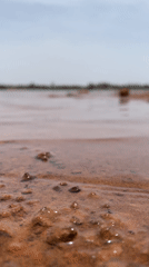 Muddy shoreline with standing water and shellfish documented