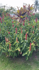 Garden scene with flowering plants documented in Vietnam