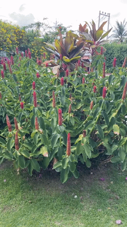 Garden scene with flowering plants documented in Vietnam