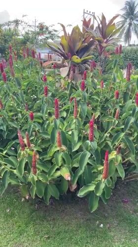 Garden scene with flowering plants documented in Vietnam
