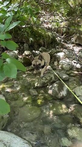 A fawn-colored French Bulldog wearing a black harness stands on rocks next to a shallow, clear stream. The dog is on a leash, which extends to the right of the frame. The environment appears to be a wooded area with lush green foliage, moss-covered rocks, and sunlight filtering through the trees. The dog is facing towards the left of the frame, with its head tilted slightly downwards. The water in the stream is clear, revealing the rocky bottom. The overall scene depicts a dog exploring a natural, outdoor environment.