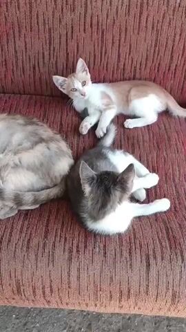 The video shows three cats on a red couch with a textured pattern. On the left, a light gray and white cat is lying on its side, facing left. In the center, a gray, white, and black cat is lying on its back, looking up. A small, light brown and white kitten is playing with the gray, white, and black cat, pawing at its face. The kitten's body is positioned above the other cat's body, and its paws are extended. The interaction appears playful. The background consists of the red couch and a blurred suggestion of an outdoor environment. The lighting suggests it is daytime.
