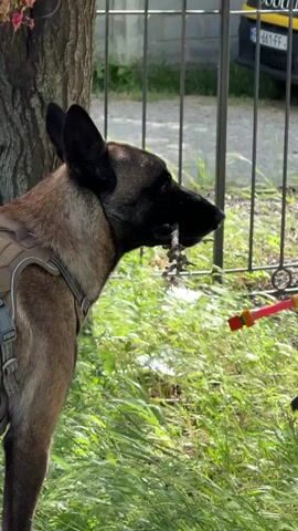 A brown and black German Shepherd dog stands in a grassy area, chewing on a small stick. The dog is wearing a tactical harness.  A person stands in front of the dog, holding a colorful toy on a string. A tree trunk is to the dog’s left. Behind the dog is a chain link fence. Through the fence is a yellow car and a building. The dog looks to the right.