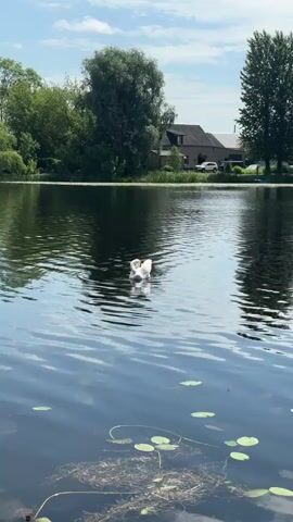 A white swan swims on a calm body of water. The swan dips its head underwater, likely foraging for food, before raising it again. The water is dark and reflects the sky and surrounding trees, with lily pads visible on the surface. In the background, a lush green treeline lines the edge of the water, with a house and a white car visible between the trees. The sky is a bright blue with scattered white clouds, suggesting a sunny day. The scene appears peaceful and serene.