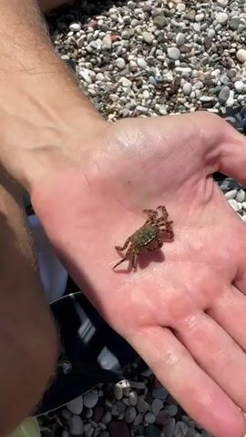 A close-up shot focuses on a person's open palm, which is wet and appears slightly sun-kissed. Nestled in the center of the palm is a small, green crab, its legs splayed out as if in motion. The crab has a textured shell and appears to be alive and active. The background is a blurry expanse of pebbles, indicative of a beach setting. The lighting suggests it is daytime, likely sunny, given the brightness and the highlights on the skin and crab. The overall scene is casual and evokes a moment of discovery or gentle interaction with nature.