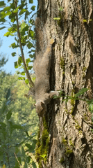 Gray squirrel on a Tacoma tree trunk, late summer evening