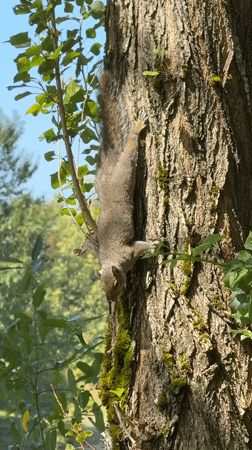 Gray squirrel on a Tacoma tree trunk, late summer evening