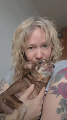 Chihuahua morning at home in Saint Petersburg