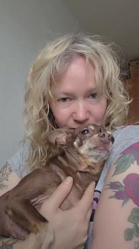 Chihuahua morning at home in Saint Petersburg