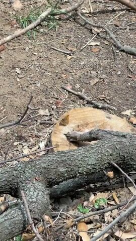 The video shows a butterfly sitting on a tree stump. The butterfly is mostly brown and orange with black spots. The tree stump is light brown and sits on the ground amongst sticks, leaves, and dirt. A larger branch is partially visible underneath the tree stump. The camera zooms in slightly.