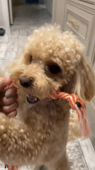 Poodle plays tug-of-war with rope toy at home in Cherepovets