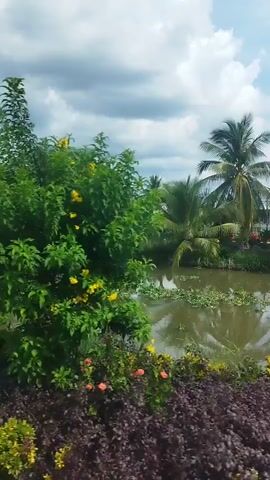 The video shows a canal surrounded by lush vegetation and scattered houses. Coconut trees are visible, along with various flowering plants and bushes. The water in the canal is murky green and covered in water hyacinths. A small boat is partially submerged in the canal. The sky is partly cloudy. The footage appears to be taken from a moving vehicle, likely a boat or a vehicle traveling alongside the canal, as the perspective shifts slightly throughout the recording.