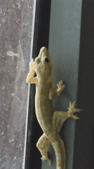 House gecko spotted on windows at Vietnam heritage area