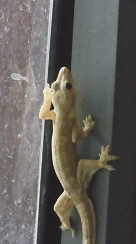 House gecko spotted on windows at Vietnam heritage area