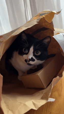 Cat with mustache markings sits in McDonald's bag in Belgrade