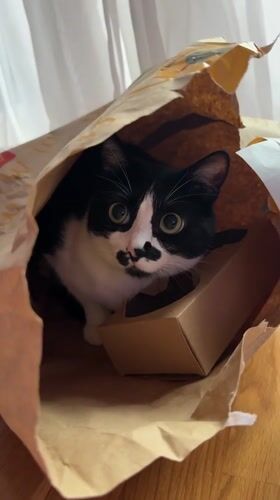 Cat with mustache markings sits in McDonald's bag in Belgrade