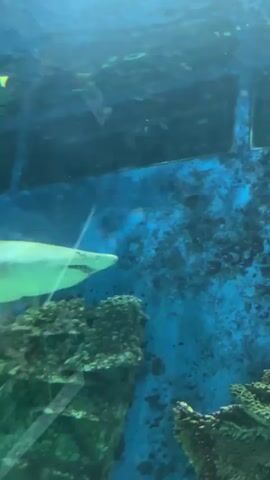 A shark swims past a coral reef inside an aquarium. Two batfish swim past the shark. The water is blue, and the reef is brown and green. The shark is light colored with a darker dorsal fin.