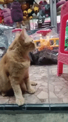 Ginger cat at rest inside a toy shop in Kras