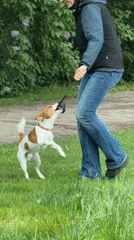 Woman walks and plays with Jack Russell in Riga park